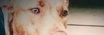 dlightfoot61's profile banner image