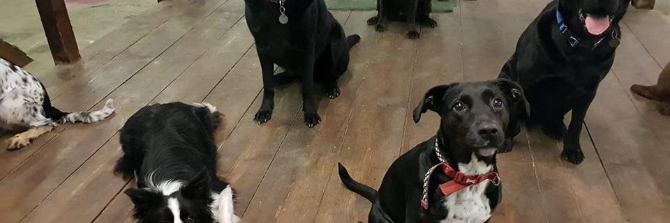 Daycare 4 Dogs banner