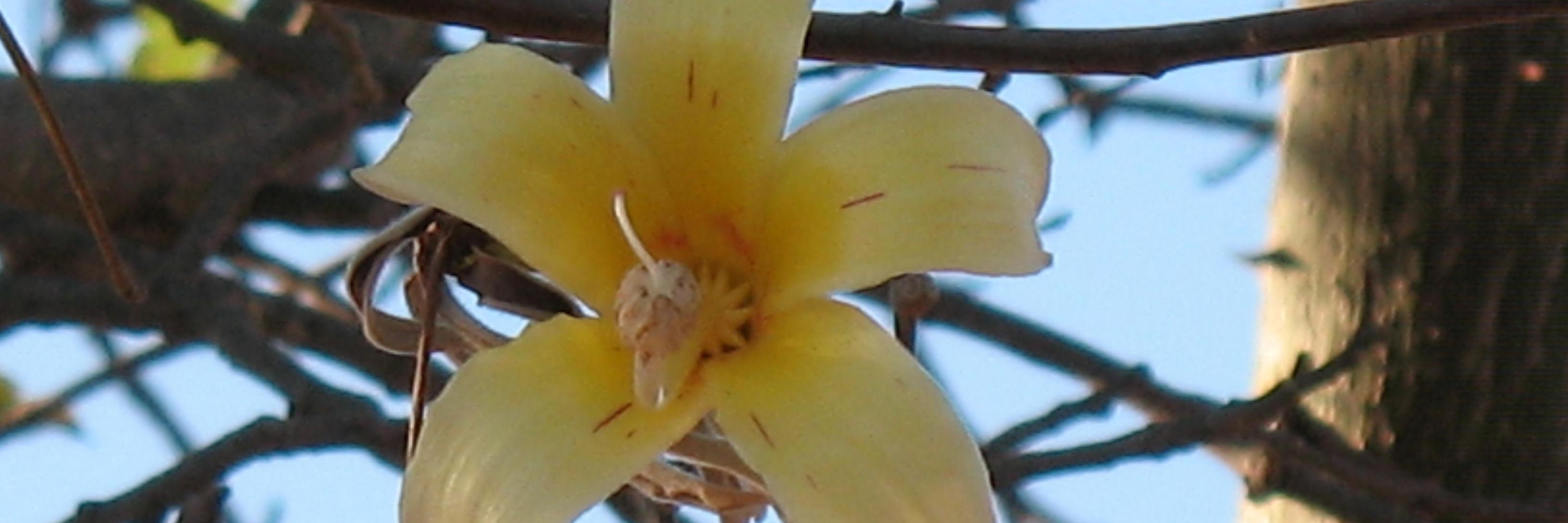 Elaflorencio's profile banner image