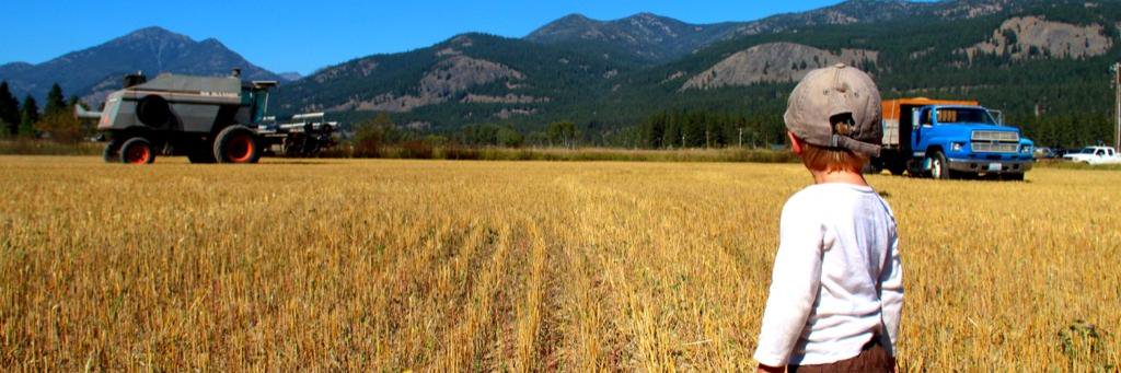 BluebirdGrains's profile banner image