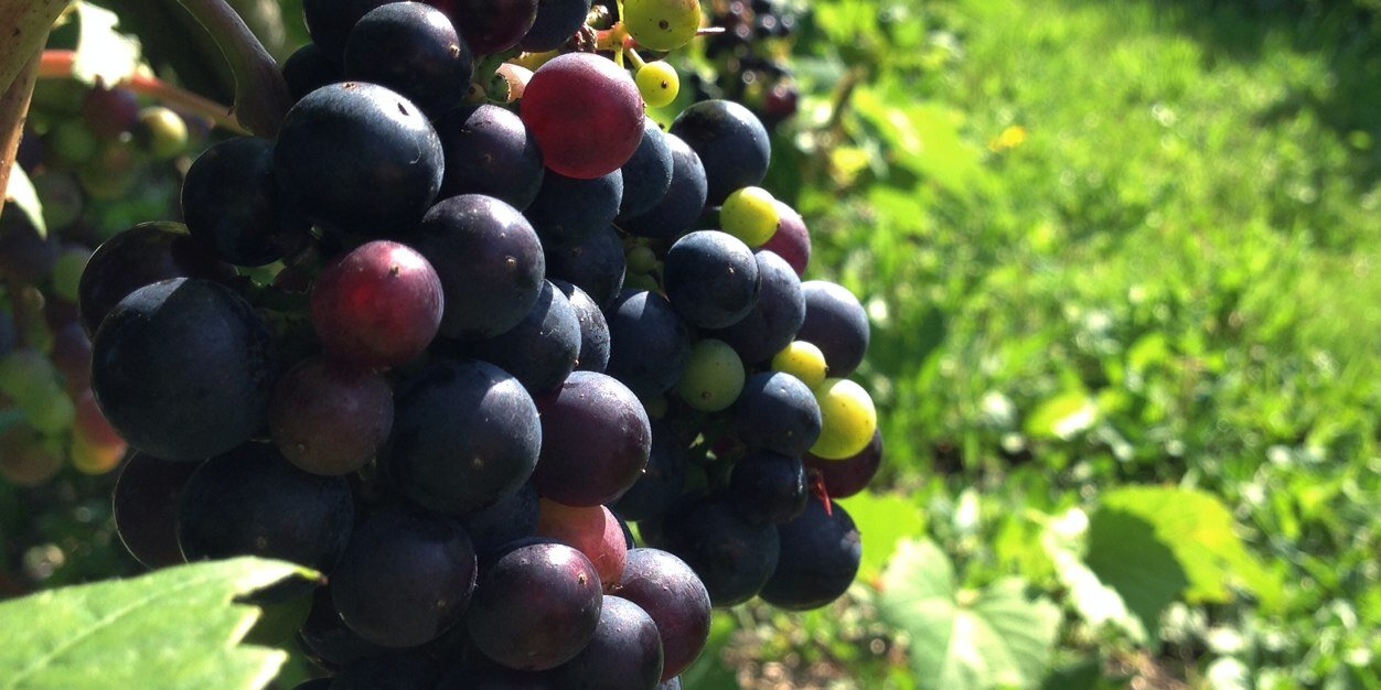 Nick Hamilton banner