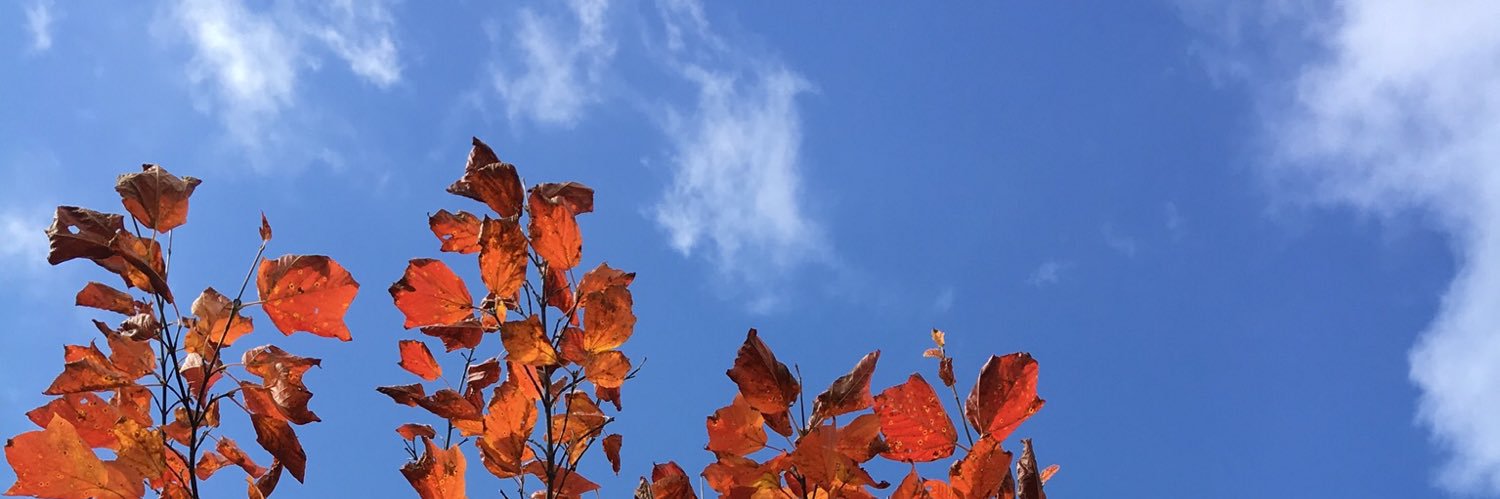 tsuburin's profile banner image