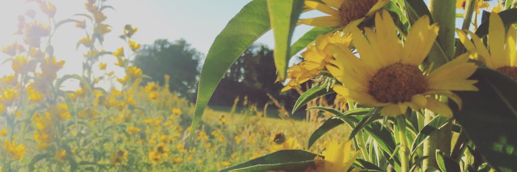 Whitney_Swift's profile banner image