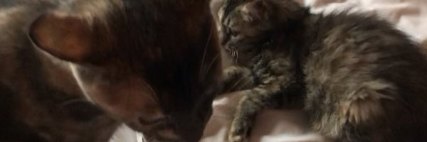 JsBakes_ Profile Banner