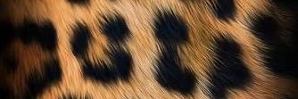 pau5ever's profile banner image