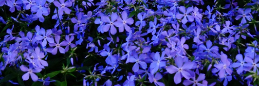mimizuh's profile banner image