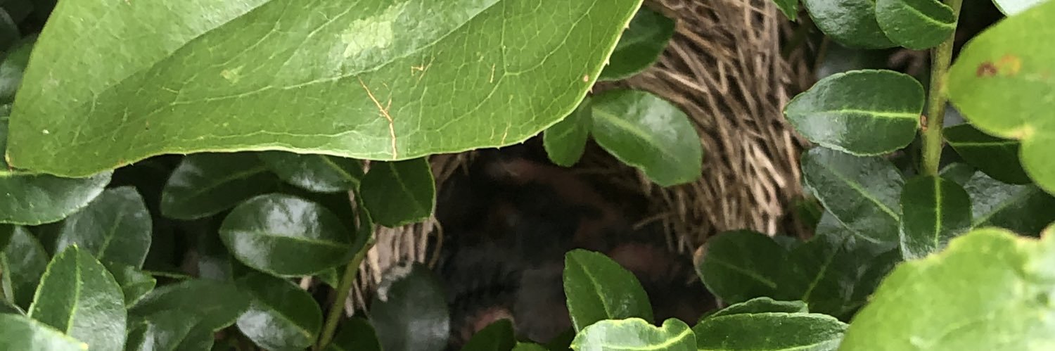 panicdaddy's profile banner image