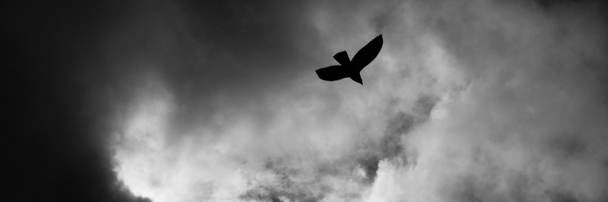 qirex's profile banner image