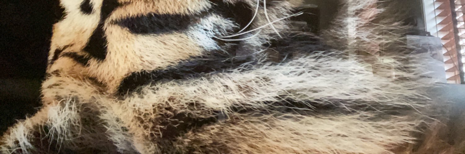 acecupid's profile banner image