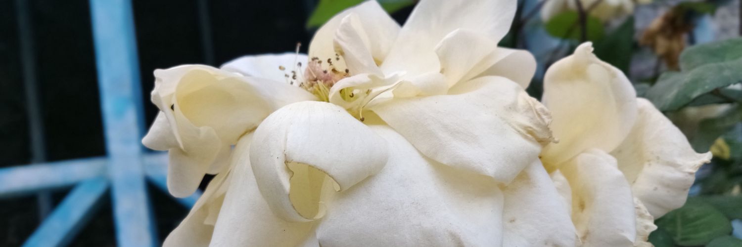PerfectlyNumb_'s profile banner image