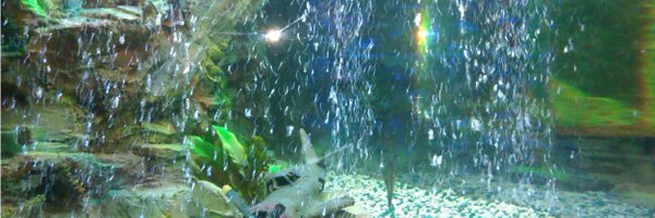 Irina_PN Profile Banner