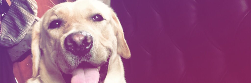 violajuin's profile banner image