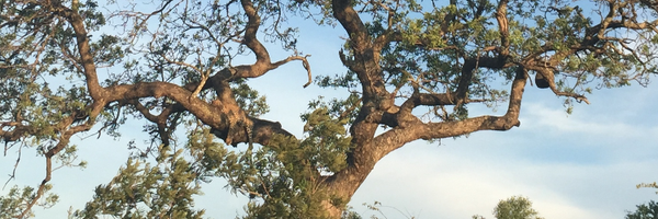 jespow Profile Banner