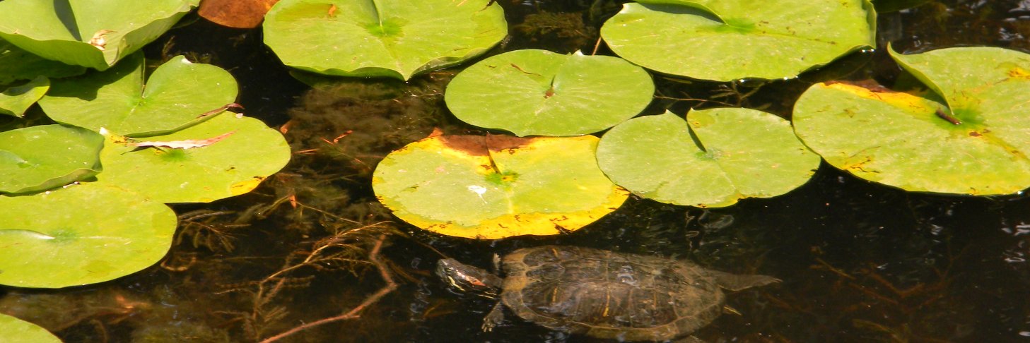 Amateur Sea Hag banner