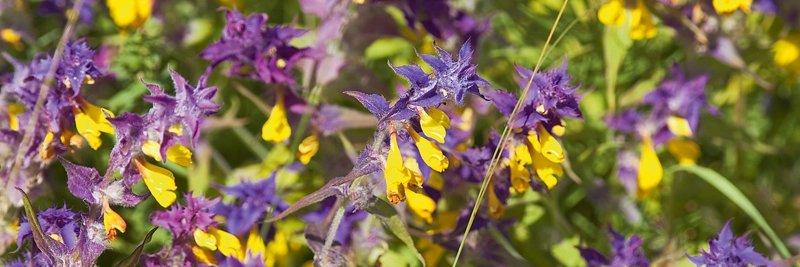 Sarmīte Kolāte banner