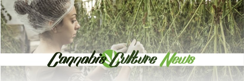 ccnews420's profile banner image