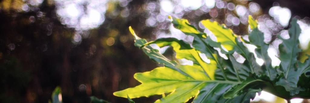 phototypical's profile banner image