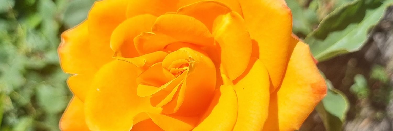 UnicaFran's profile banner image