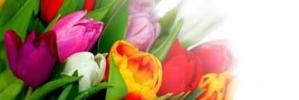 MarkSonnette's profile banner image
