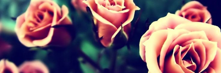 TraciSassenberg's profile banner image