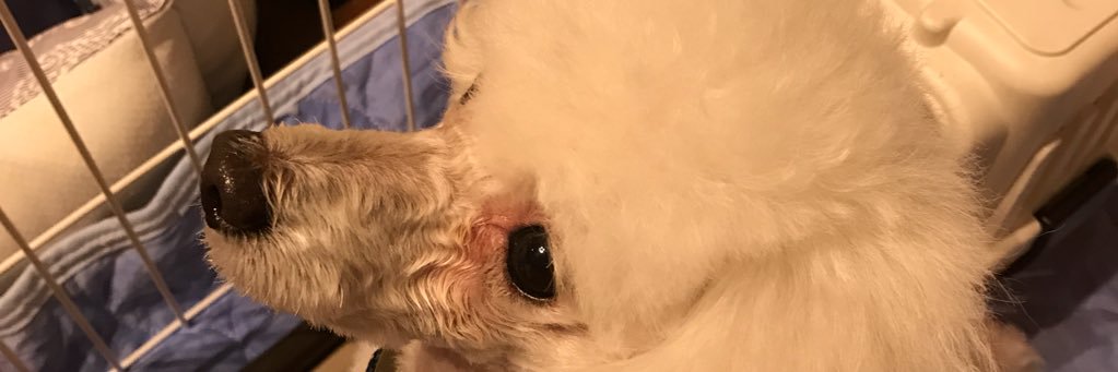 井口カコイ banner