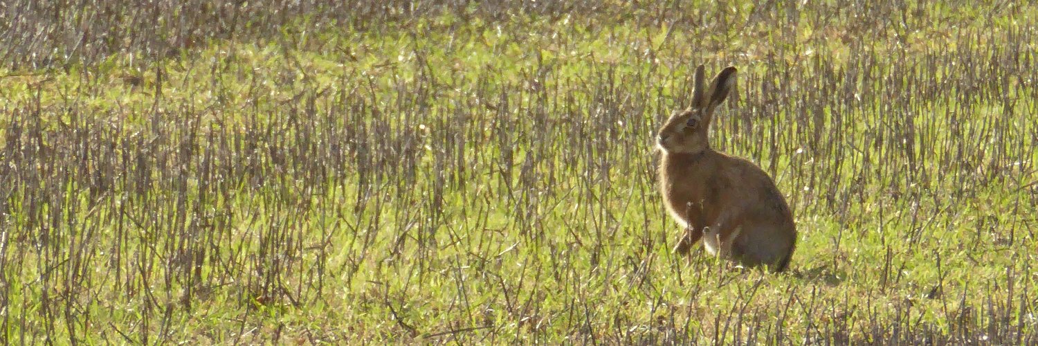 Steve Burrows banner
