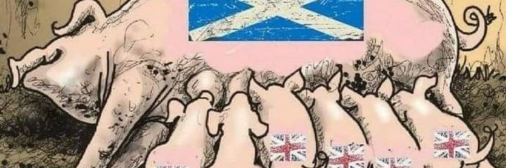 George McCarron 🏴󠁧󠁢󠁳󠁣󠁴󠁿🇪🇺♿ #FBPE #FBSI banner