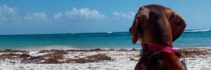 lauerosa's profile banner image