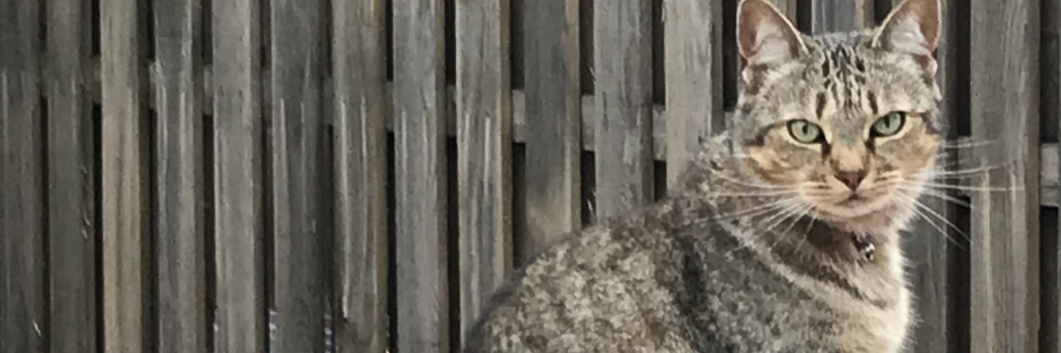 Sandra Clements 💜🤍💚 banner