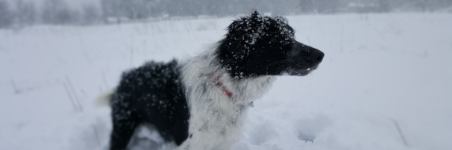 JoshiiSinfield's profile banner image