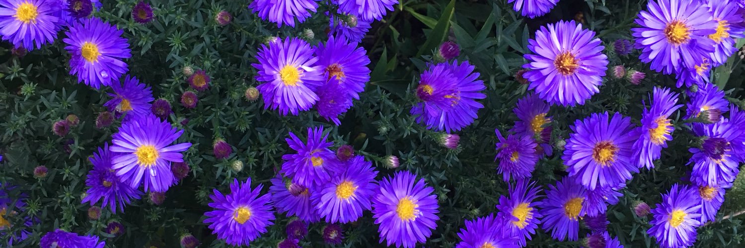 juliebedell's profile banner image