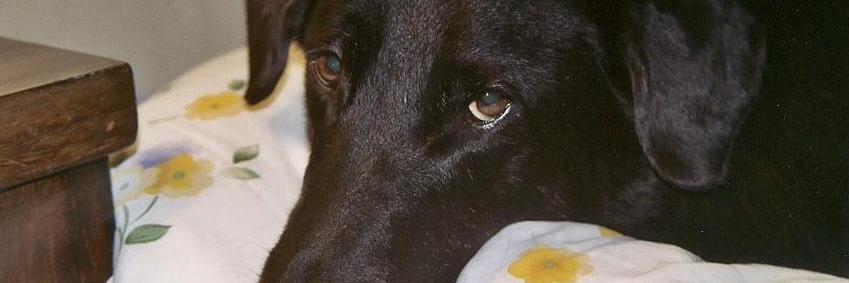 BooksAboutDogs's profile banner image