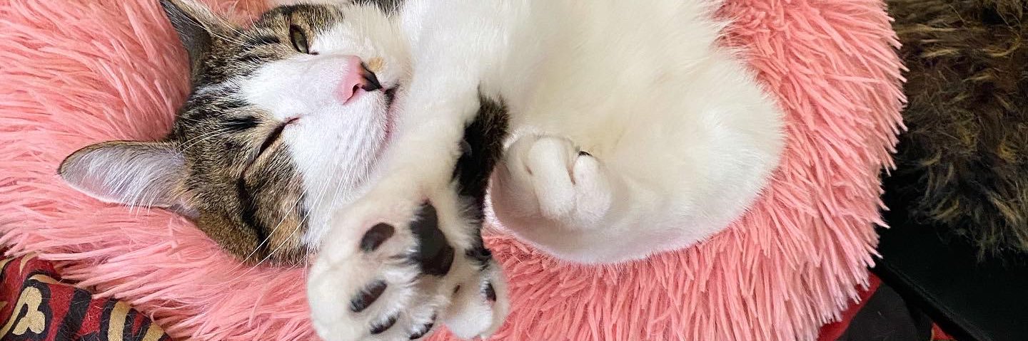 🌻🐝Kitten Mama🐝🌻 banner