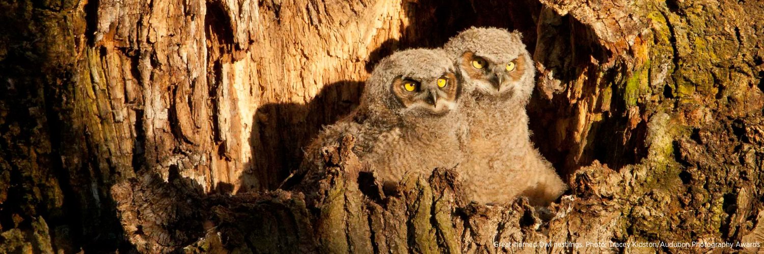 AudubonNY's profile banner image