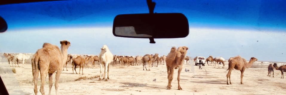 Tripp McCullar banner