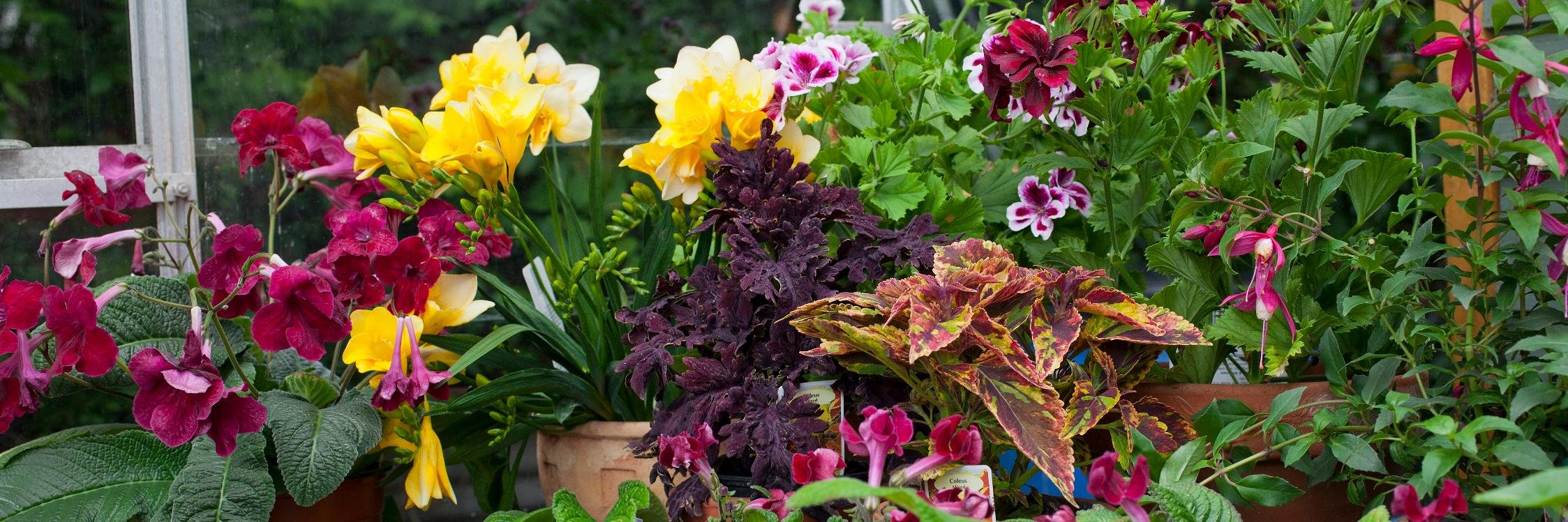 GardenNewsmag's profile banner image