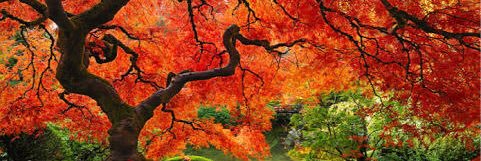 Verónica Llaca banner