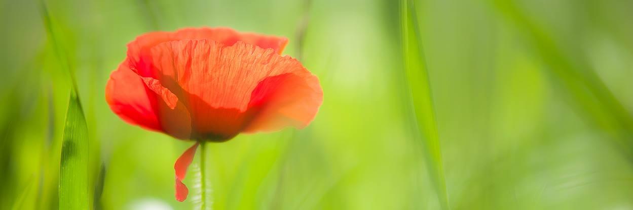 Ugo De Curtiis banner