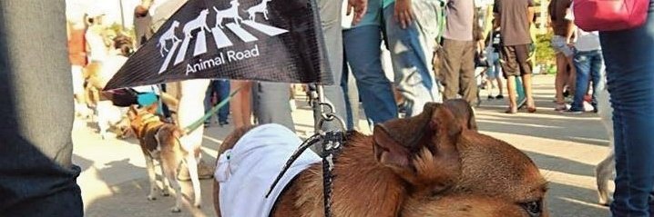 AnimalRoad1's profile banner image