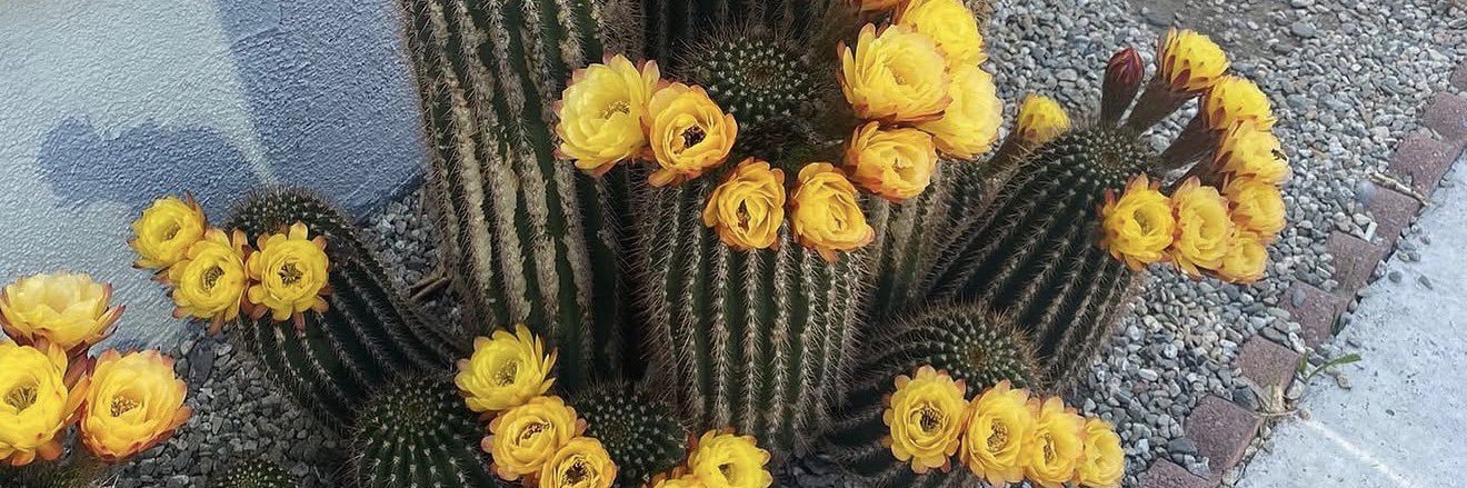 𝙰𝚛𝚊𝚋𝚎𝚕𝚕𝚊 🌼 banner