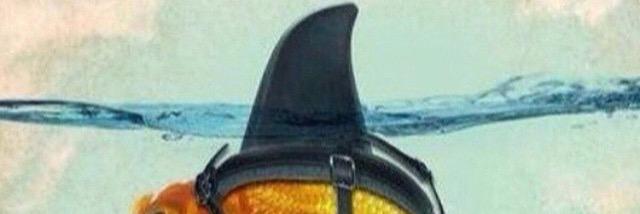 VolGirl17's profile banner image