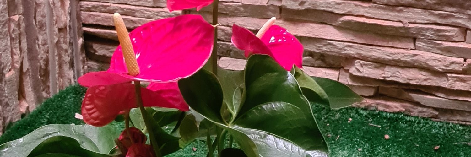 naradelmonico's profile banner image