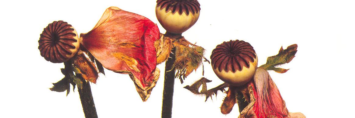 JasmineODell's profile banner image