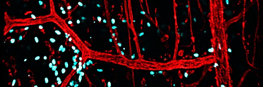 Catherine Pickworth banner