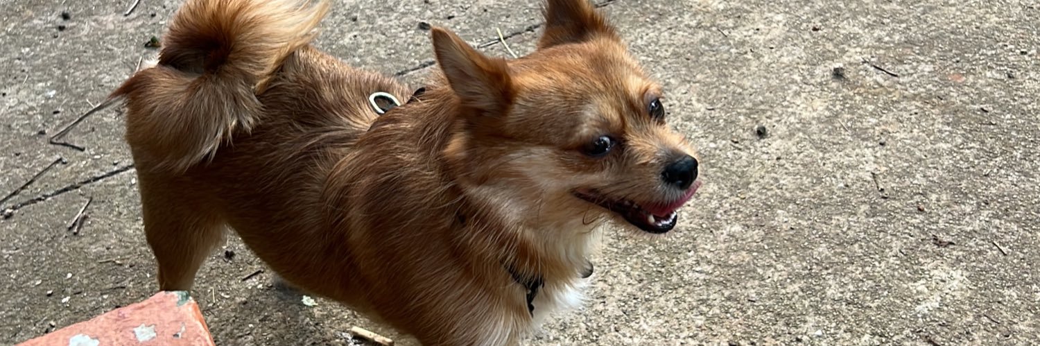 Danilo Fróes banner