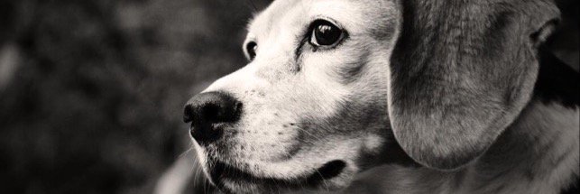 Beaglechile's profile banner image
