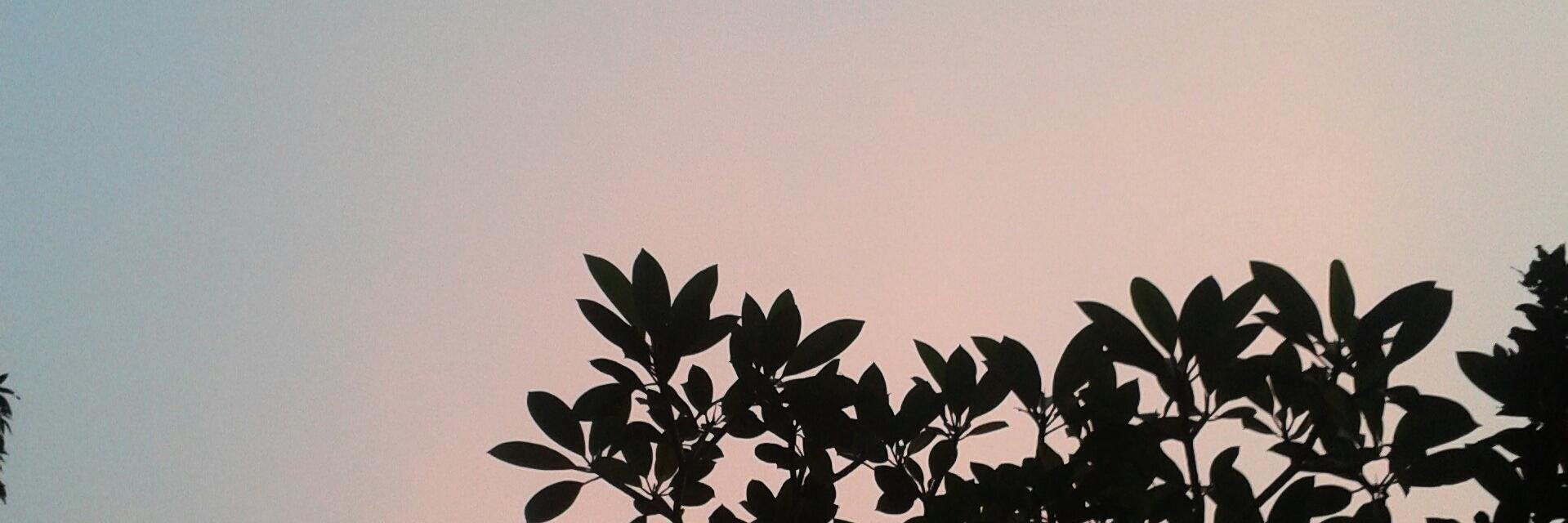monicapangkey's profile banner image