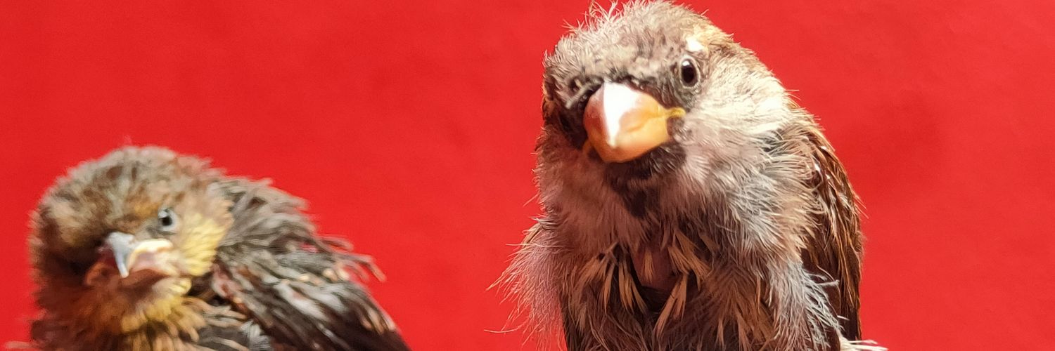 ✨💚Viri sin s💜✨ banner