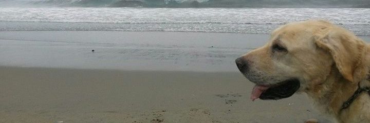 pitziro's profile banner image