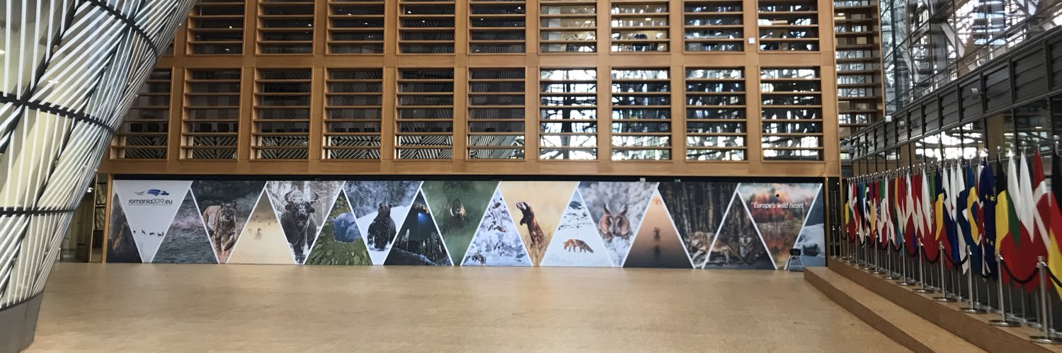 Raluca Anghel banner